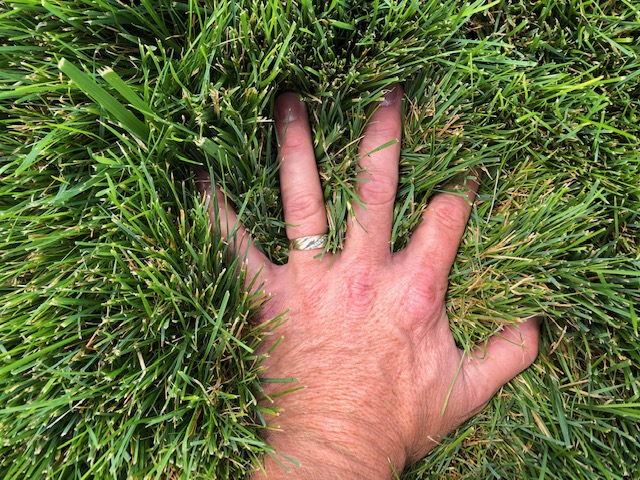 Execu-turf Showplace Mix - turf quality