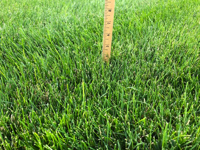 Execu-turf Showplace Mix - mowed at 4 inches.