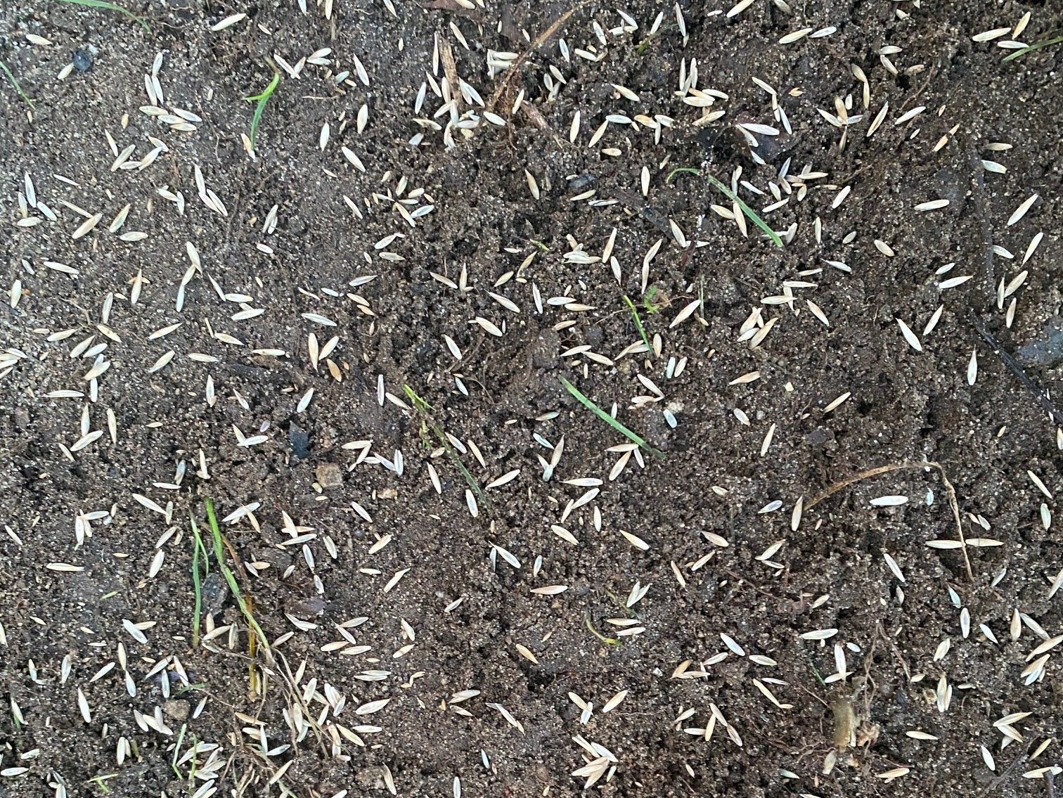 needing to fill in a few bare spots in your lawn