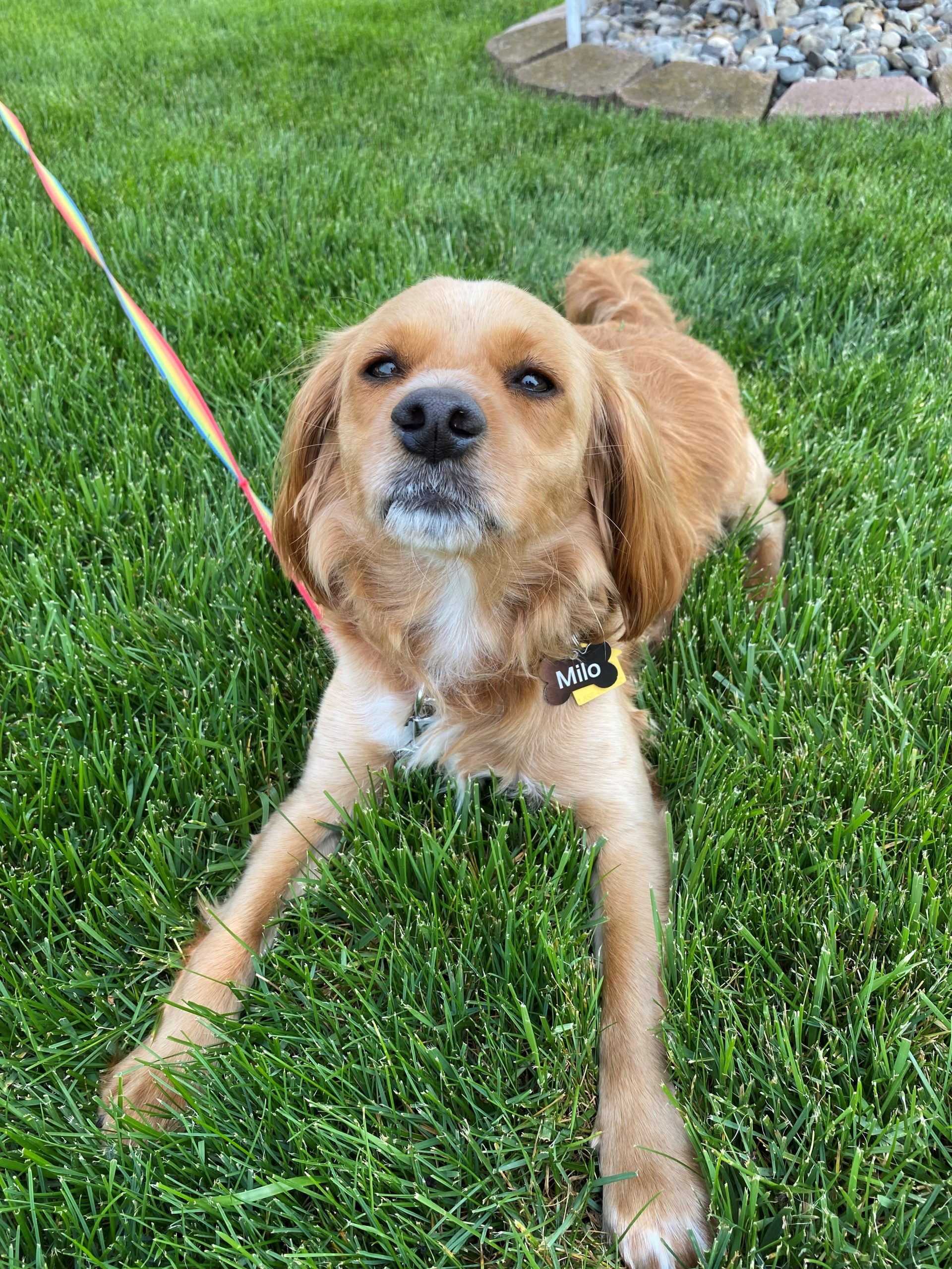 Tuff Turf - excellent for high traffic, especially dogs