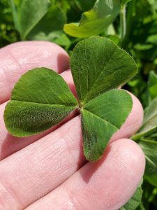 Crimson Clover Leaf