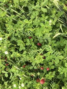 cover crop seed