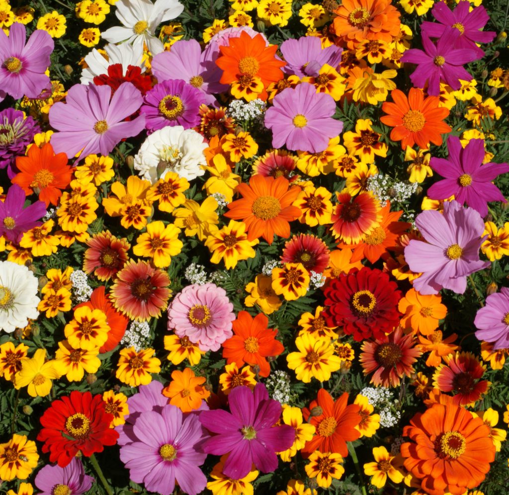 Monarch Butterfly Mix