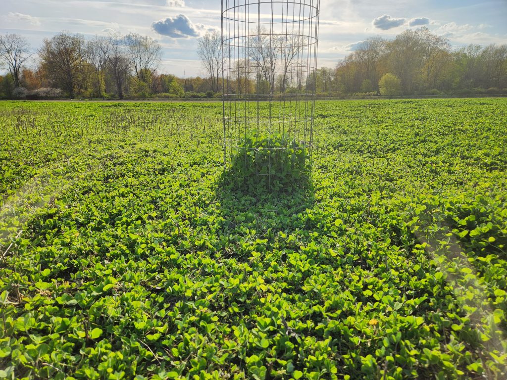 clover for deer plot