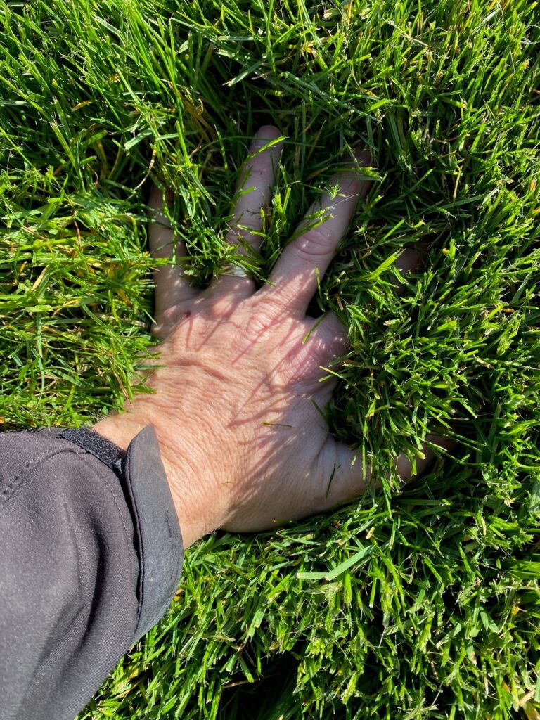 A beautiful grass seed mix for a sunny lawn. 