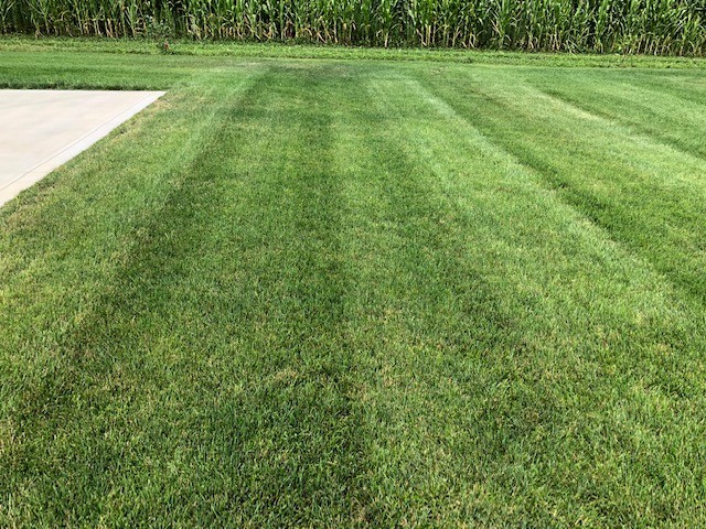 The Best Grass Seed to Make Your Lawn Look Like You Laid Sod - Pilgrim Seed